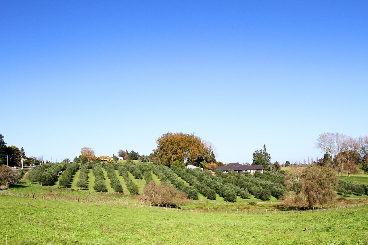 Ohaupo Olives Exterior photo